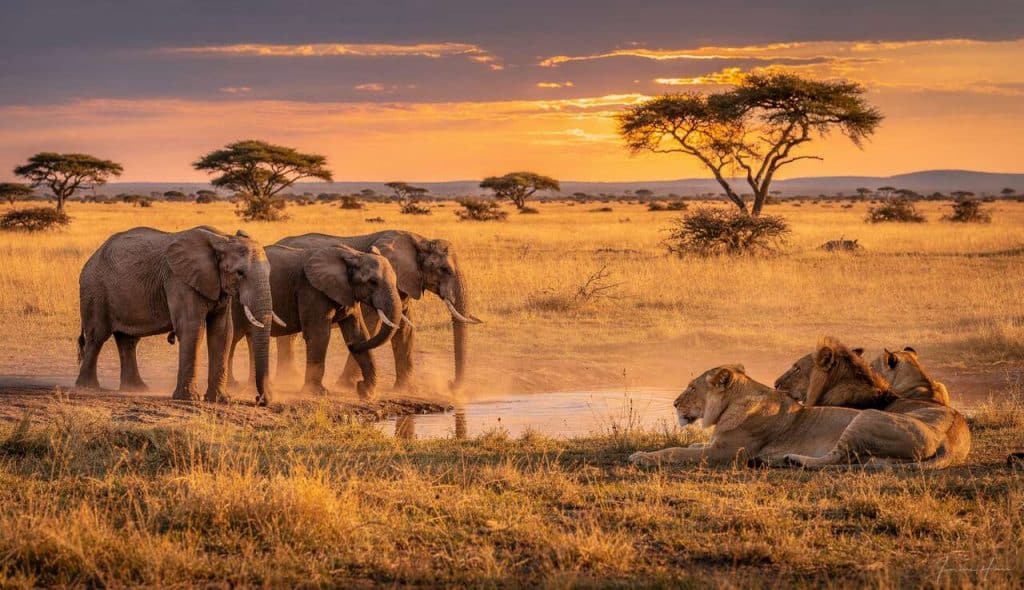 Les plus beaux circuits de safari en Afrique du Sud